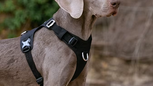 Weimaraner usando peitoral preto com alça