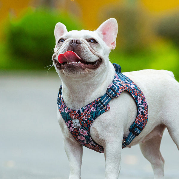 Bulldog francês branco usando peitoral estampado floral