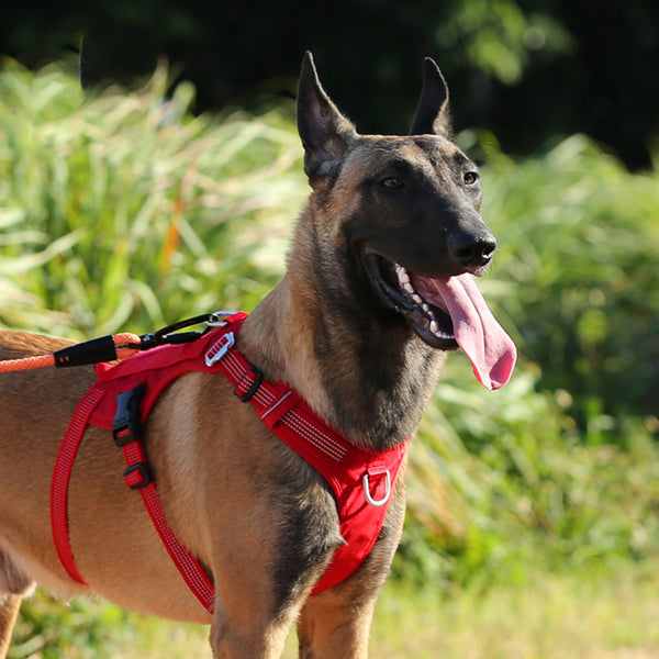 Pastor belga malinois usando peitoral vermelho