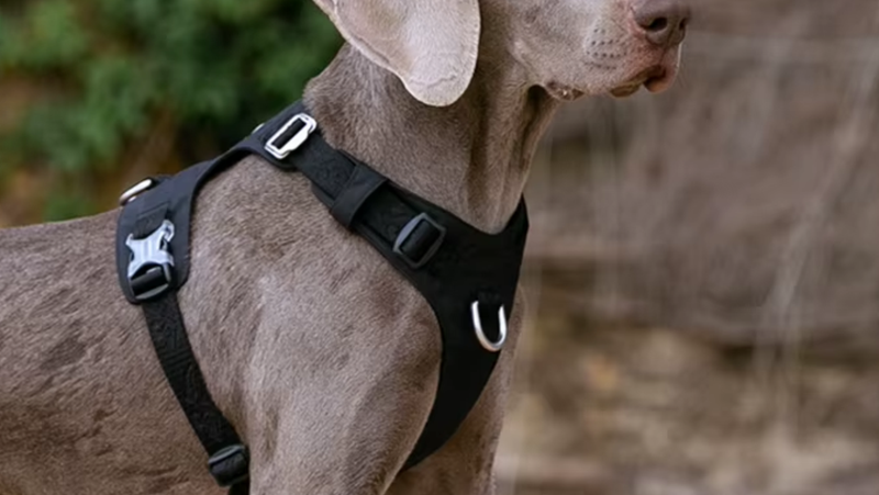 Top 7 Melhores Coleiras para Dogue Canário em 2025: Força, Estabilidade e Conforto para Cães Imponentes