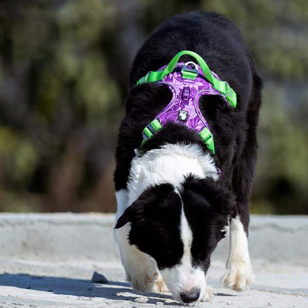 Descubra as 8 Melhores Coleiras para Border Collie Fêmea: A Escolha Ideal para Seu Pequeno Companheiro