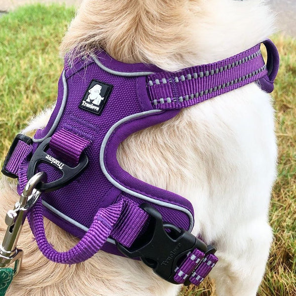 Cachorro claro usando peitoral roxo acolchoado
