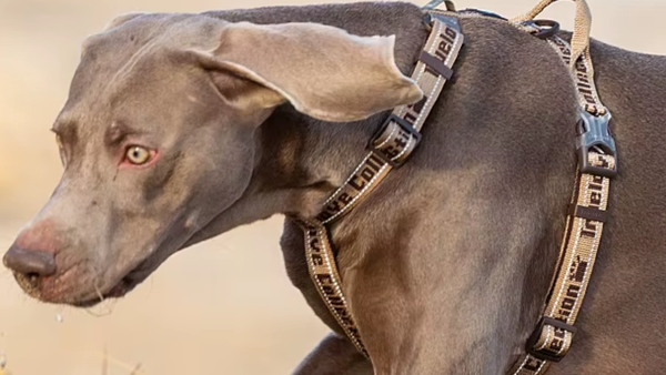 Weimaraner usando peitoral bege durante o passeio