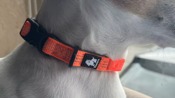 Cachorro usando coleira laranja e preta