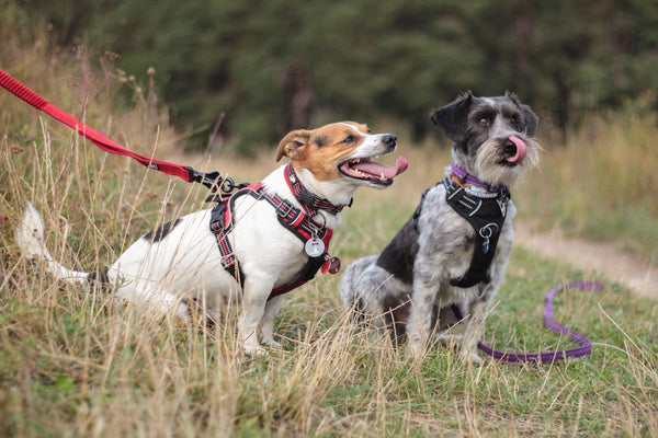 Dois cachorros de peitoral e guia vermelha sentados na grama durante o passeio