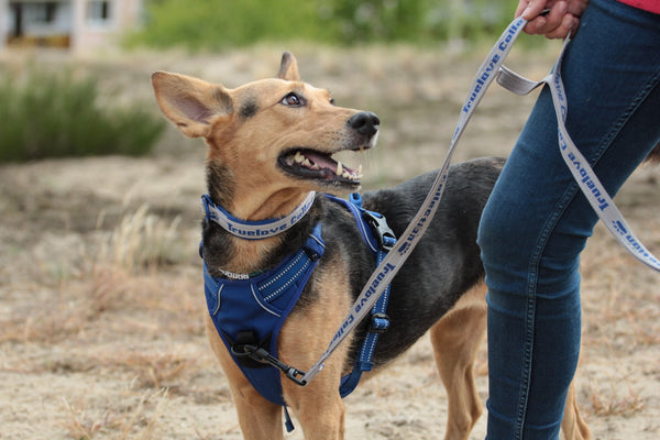 Cachorro sem raça definida de peitoral azul passeando na guia com a tutora