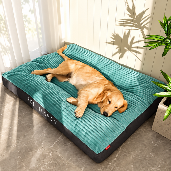 Golden retriever deitado na caminha Pet Heaven verde