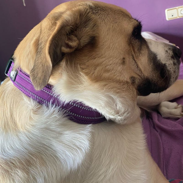 Top 5 Coleiras para Cães Grandes: Conforto e Durabilidade Garantidos