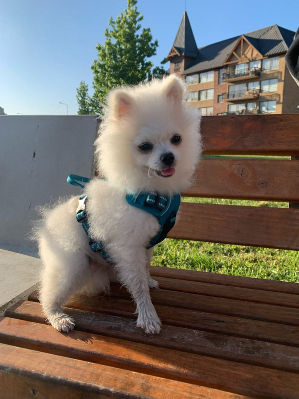 Spitz alemão branco usando peitoral sentado no banco