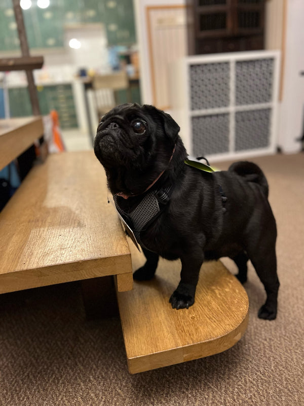 Pug preto usando peitoral subindo degrau de madeira