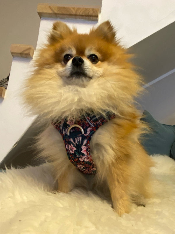 "Top 9 Melhores Peitorais para Spitz Alemão (Lulu da Pomerânia): Conforto e Segurança em Cada Passeio"