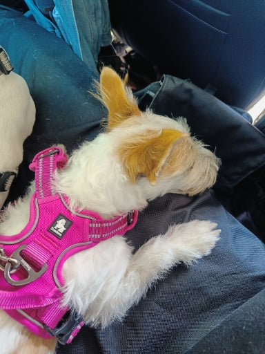 Cachorro branco usando peitoral pink no colo do tutor