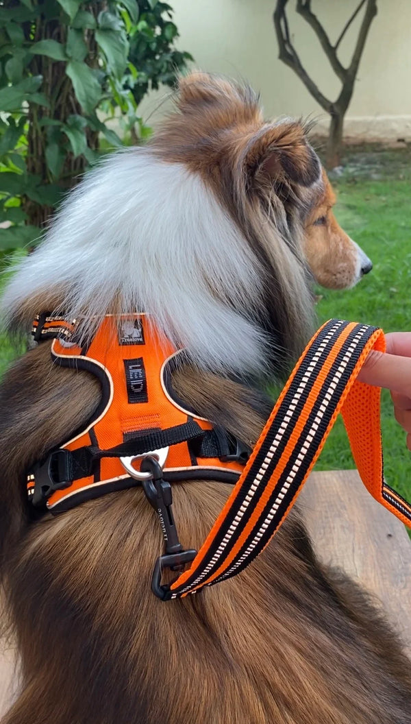 As 7 Melhores Opções de Peitorais para Canicross: Desempenho e Segurança para Corridas de Alta Intensidade