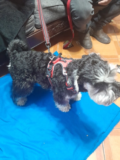 Schnauzer usando peitoral rosa sobre tapete azul