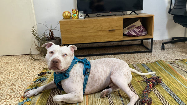 Pitbull branco usando peitoral azul deitado na sala