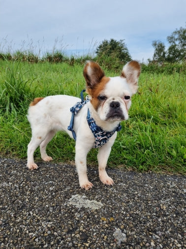 Bulldog francês usando peitoral estampado azul na grama