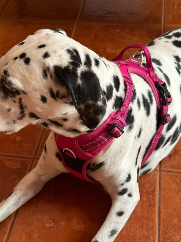 Dálmata usando peitoral pink deitado no chão
