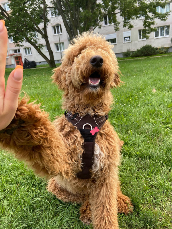 Goldendoodle usando peitoral preto no gramado