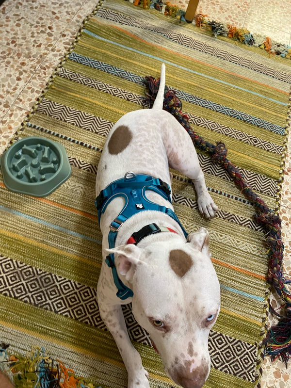 Pitbull branco usando peitoral azul deitado no tapete