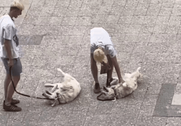Pessoas na rua ao lado de cachorro deitado se fingindo de morto