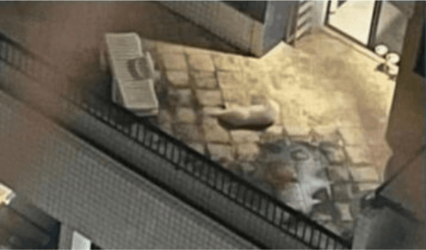 Imagem de câmera mostrando cachorro em varanda de apartamento