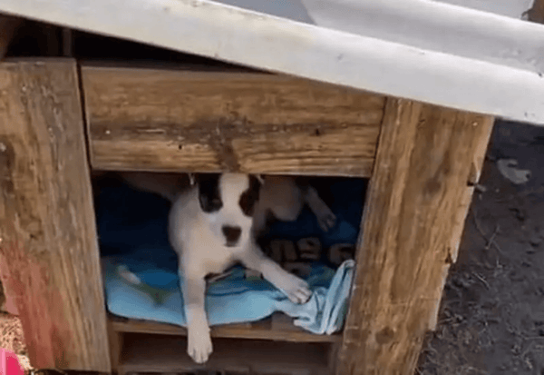 Criança escondida dentro de casinha de cachorro de madeira