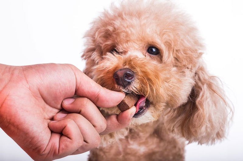 Escolha Inteligente: Os 5 Vermífugos Recomendados por Especialistas para seu Cão