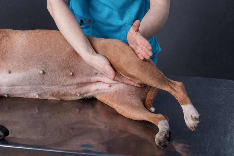 Displasia coxofemoral em cães: guia completo de sintomas, tratamento e cuidados