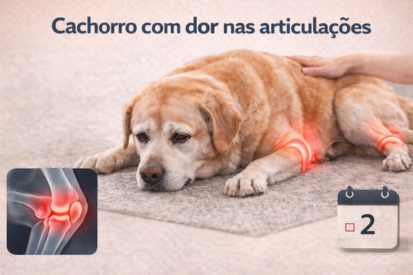 Ilustração de labrador idoso deitado com dor nas articulações