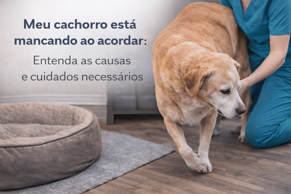 Cachorro idoso mancando ao lado da cama com veterinária