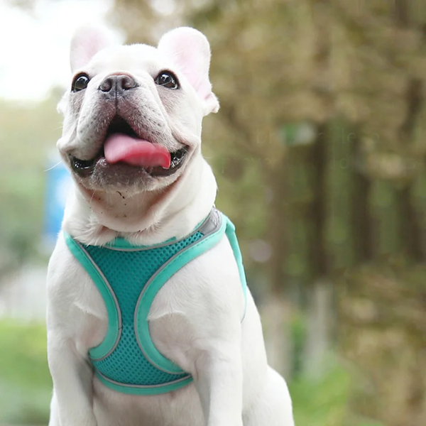 Bulldog francês branco usando peitoral verde-água