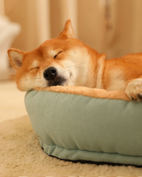 Shiba inu dormindo em cama pet verde