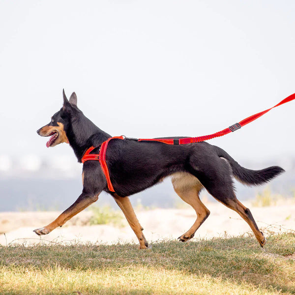 Cachorro preto e caramelo usando peitoral vermelho puxando a guia na praia