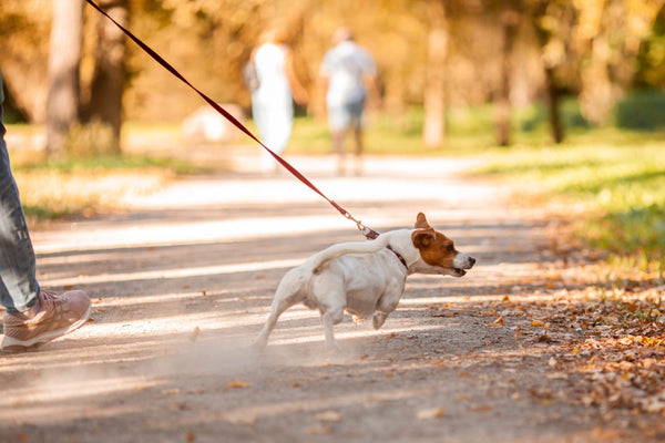 Cachorro pequeno puxando a guia durante passeio no parque