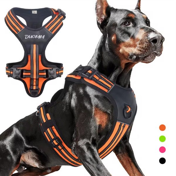 Doberman usando peitoral laranja e preto de treinamento