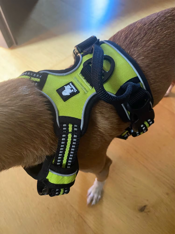 Cachorro usando peitoral verde flúor visto de cima