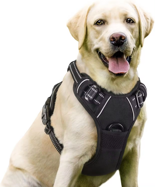 Labrador sorrindo usando peitoral preto acolchoado