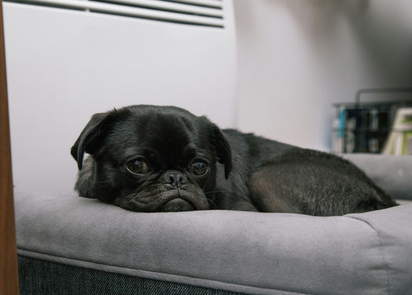 Pug preto deitado em cama pet cinza