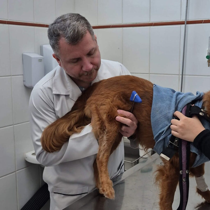Displasia do quadril: os 5 cuidados que fazem a real diferença, segundo veterinários