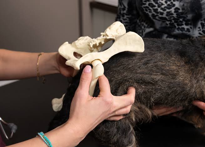 Estudo com 921 mil cães revela padrão sobre displasia do quadril que muda como veterinários abordam o diagnóstico