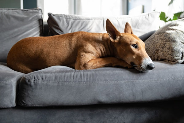 Durabilidade e Conforto: Camas Resistentes Ideais para Cães Grandes