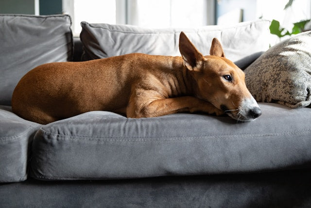 Praticidade e Higiene: As Melhores Opções de Camas Laváveis para Cães Grandes