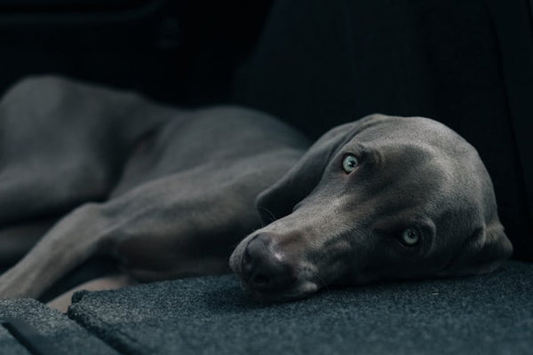 Weimaraner deitado em cama escura
