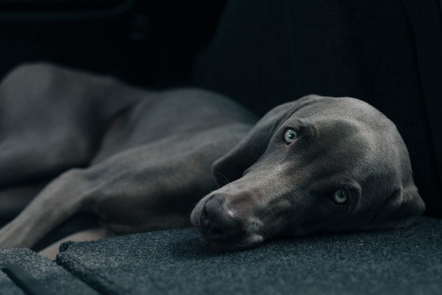 Tomada de Decisão Descomplicada: Passo-a-passo para Encontrar a Cama Ideal para Cães Grandes