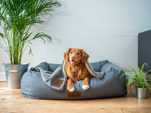 Cachorro caramelo deitado em cama pet azul na sala
