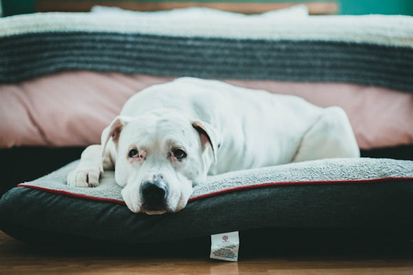 Cachorro branco deitado em cama pet acolchoada