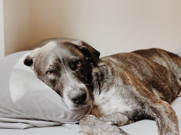 Cachorro tigrado deitado com a cabeça em almofada