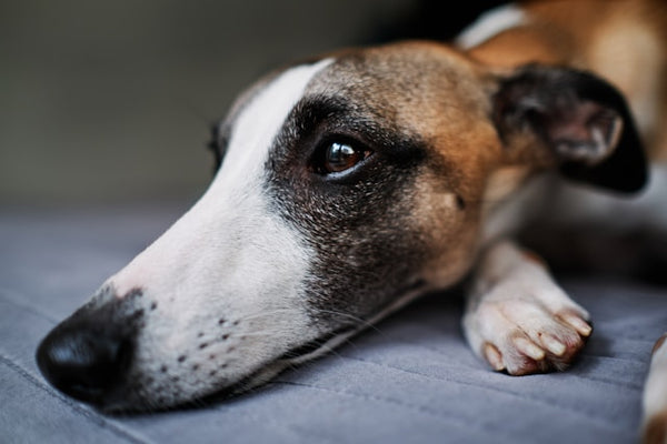 Cachorro tigrado e branco deitado de perto