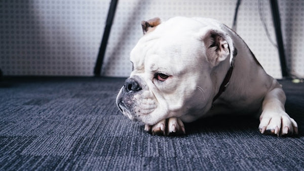 Bulldog inglês branco deitado no tapete
