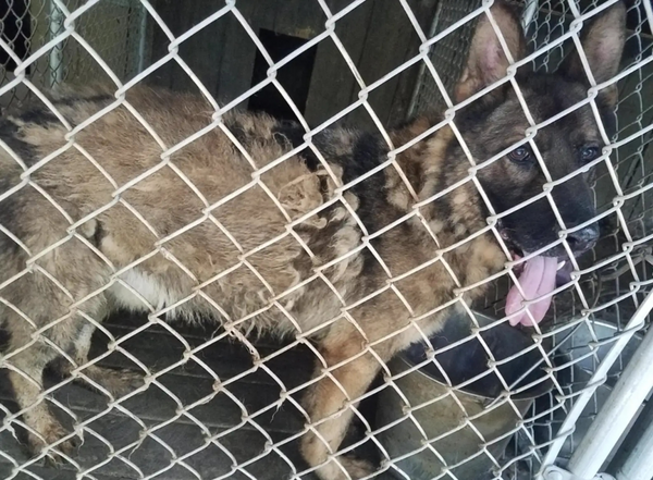 Cachorro atrás de grade de canil em situação de resgate